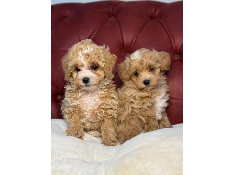 Ankaranın en seçkin maltipoo yavruları