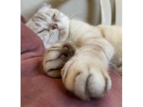 Acil scottish fold