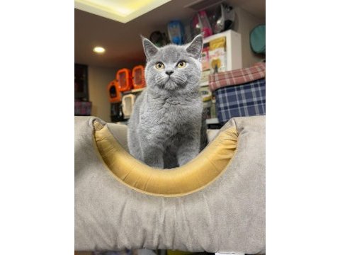 Sevimli dostlar british shorthair