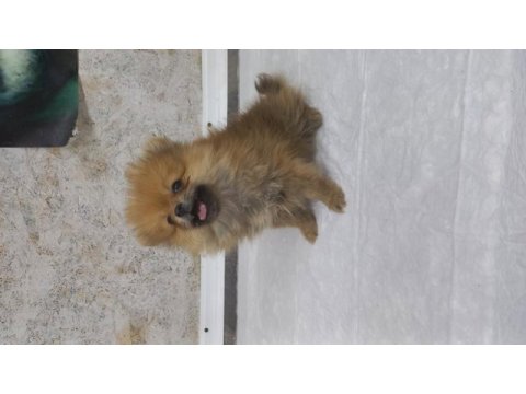 Irk garantılı tea cup pomeranian