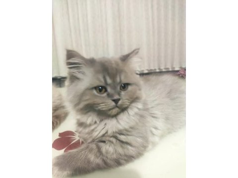 British longhair yavrumuz