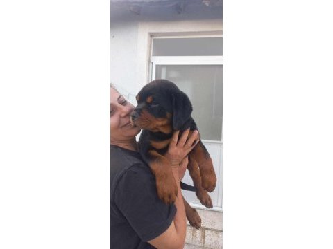 A şecere türkiye grand şampiyonu rottweiler yavruları