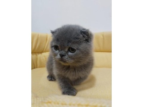Kaliteli kediler british shorthair
