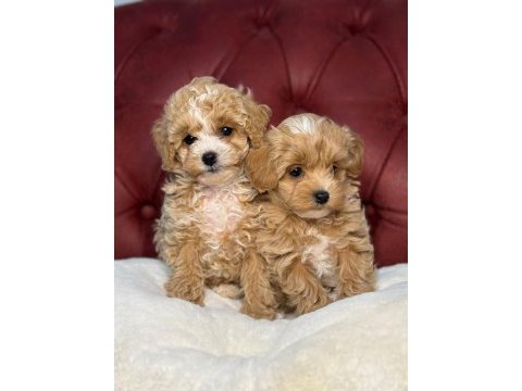 Ankaranın en seçkin maltipoo yavruları