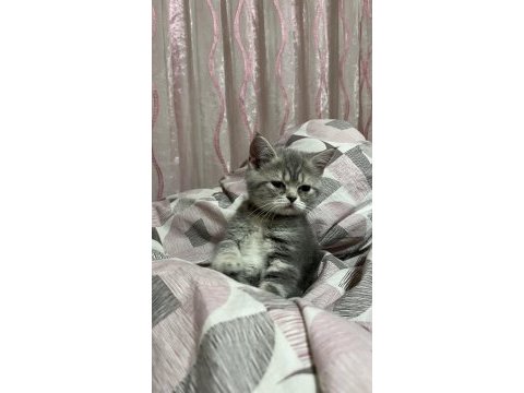 3 aylık dişi british longhair