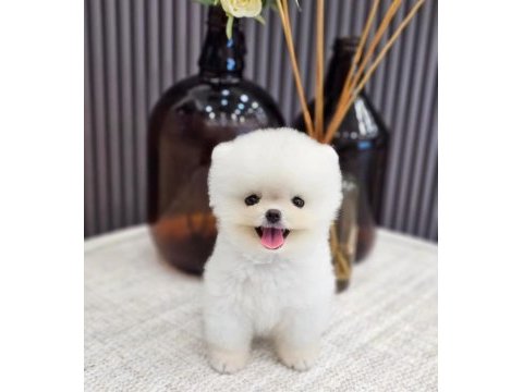 Pomeranian boo safkan köpeğimiz