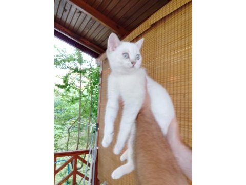 2 dişi 3 erkek 55 günlük yavru british shorthair bebekler