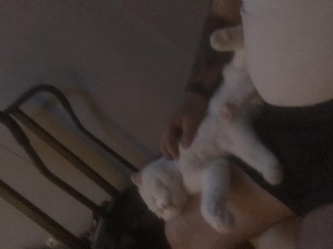 Oyuncul akıllı ve uslu scottish fold