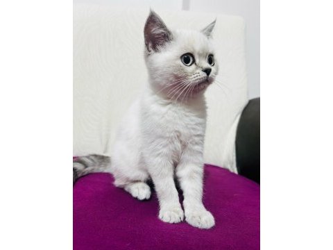 Yavru british shorthair kedilerimiz sahiplendirilecek