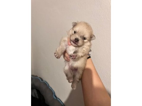 Pomeranian boo teddy bear