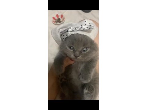 Scottish fold son dişi yavru antalya