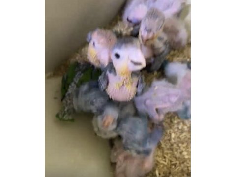Orman bakanlığı belgeli yavru evcil caique papağanı
