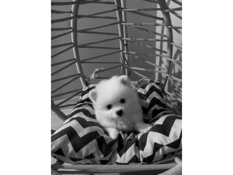 Yeni yuvasını arayan dişi ve erkek pomeranian