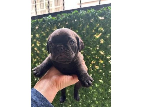 Pug mola yavrular 0-3 aylık