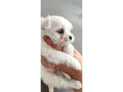 Minimal terrier kızlar