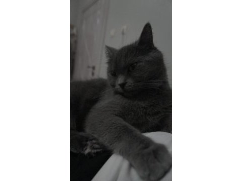 British shorthair 1 yaşında