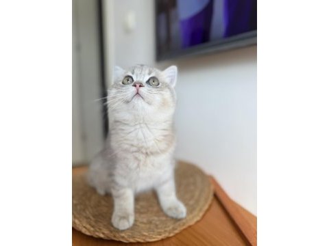 British longhair erkek