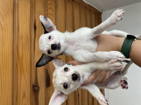 Chihuahua yavrularım