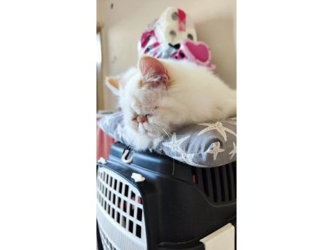 Exotic shorthair kedimi sahiplendirmek istiyorum
