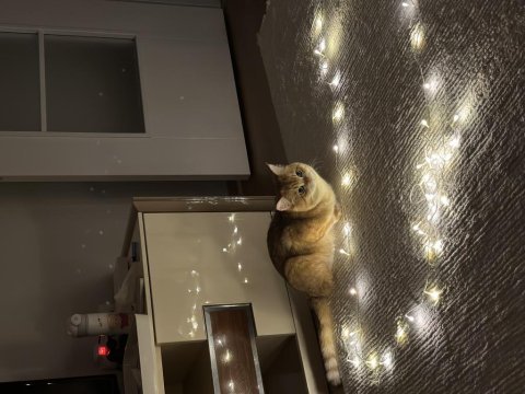 British shorthair 1 yaşında