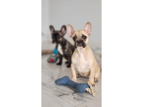 Muhteşem french bulldog yavruları