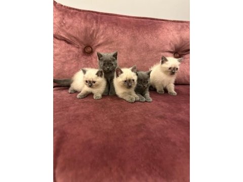 2 aylık yavru british shorthair
