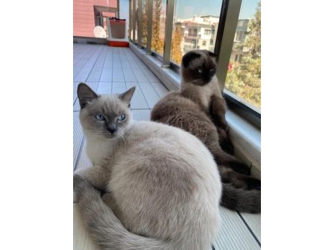 1,5 yaşında erkek kısır british shorthair