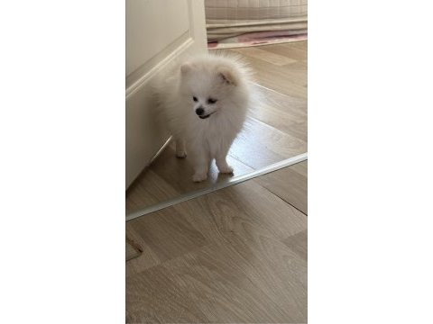 Pomeranian dişi beyaz