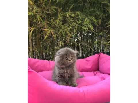 Scottish fold longhair yavrularımız 