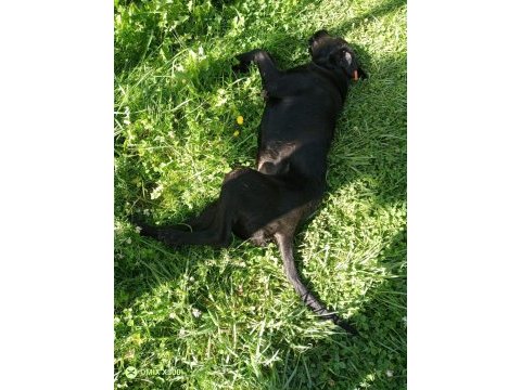 5-6 aylık labrador ücretsiz sahiplendirme