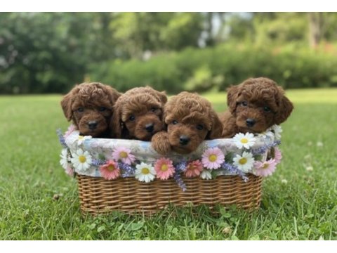 Minik poodle yavrular için ulaşabilirsiniz
