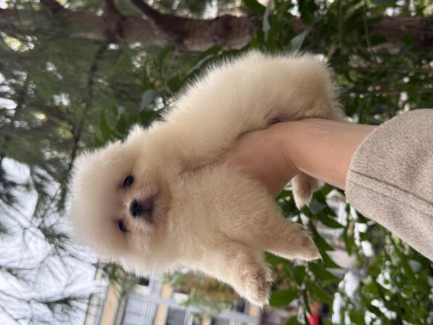 Pomeranian teddy bear 