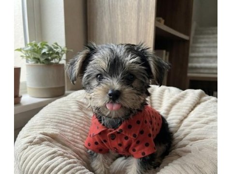 Yorkshire terrier yavruları
