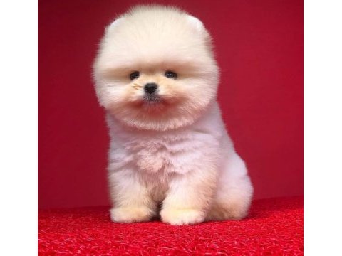 Safkan pomeranian boo yavrularımız