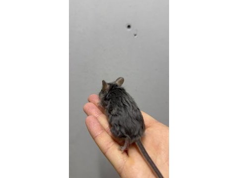 Lab - rat - dumbo rat - panda mice adrese teslim mevcut