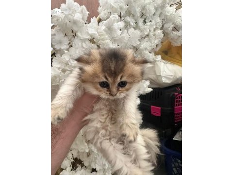 Bristh shorthair ve scotih fold yavrularimiz