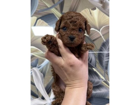 Anne baba kore toy poodle yavruları