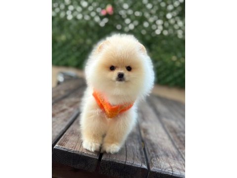 Pomeranian yavrular