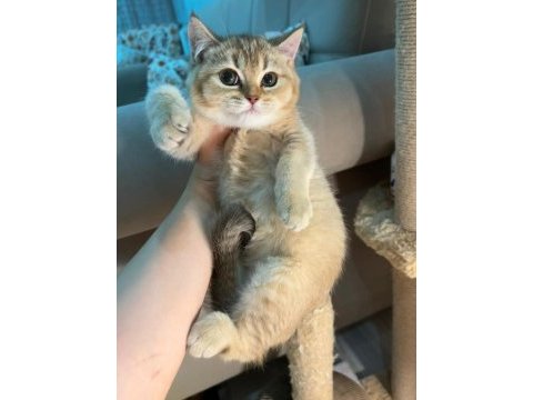British shorthair golden dişi