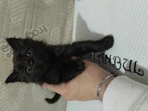 2 aylık erkek yavru british shorthair