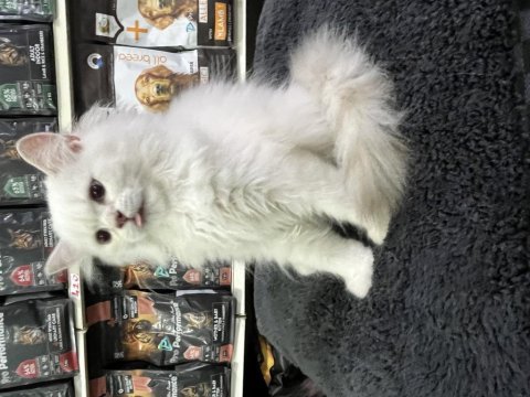 Irk ve sağlık garantili british longhair yavrularımız
