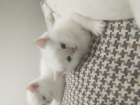 Scr'li babanın oğullari