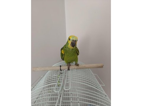 Amazon blue front 3-4 aylık full evcil bebek