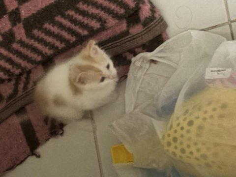 Sahiplendirilecek sarman yavru kedi çok tatlı