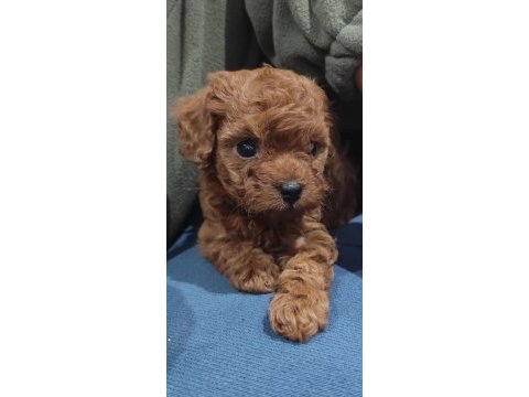 Oyuncak boy toy poodle bebekler