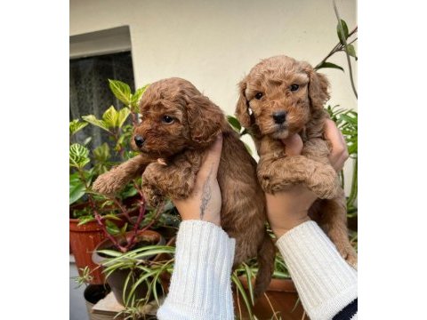 Mükemmel kalitede toy poodle minnoşlar