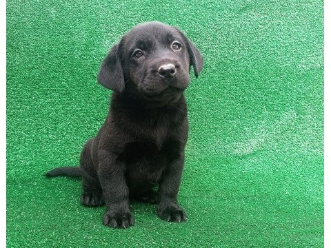 Labrador yavrular