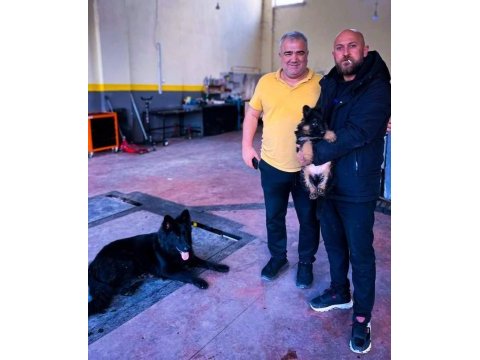 Solid black siyah alman çoban köpeği