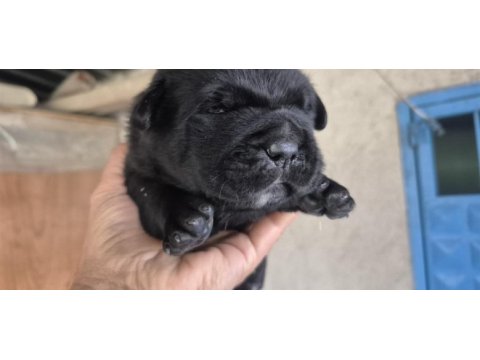 Cane corso yavru köpekler