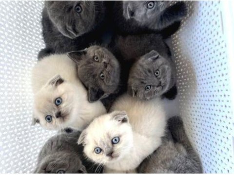 Scottish fold birbirinden tatlı yavrular
